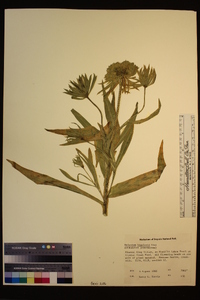 Helenium bigelovii image